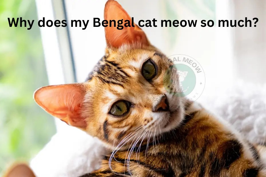 12 Thinks Why does my Bengal cat meow so much?