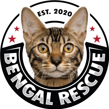 Bengal Rescue | We Rescue Bengal And Hybrid Cats