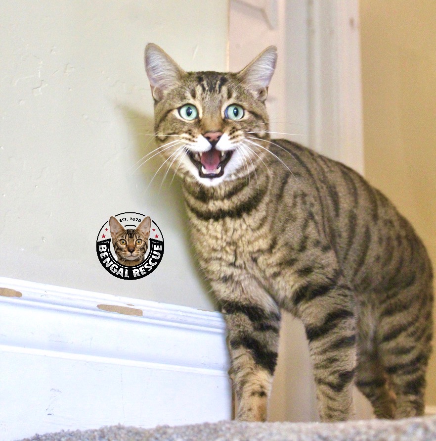 Foster Bengal Rescue