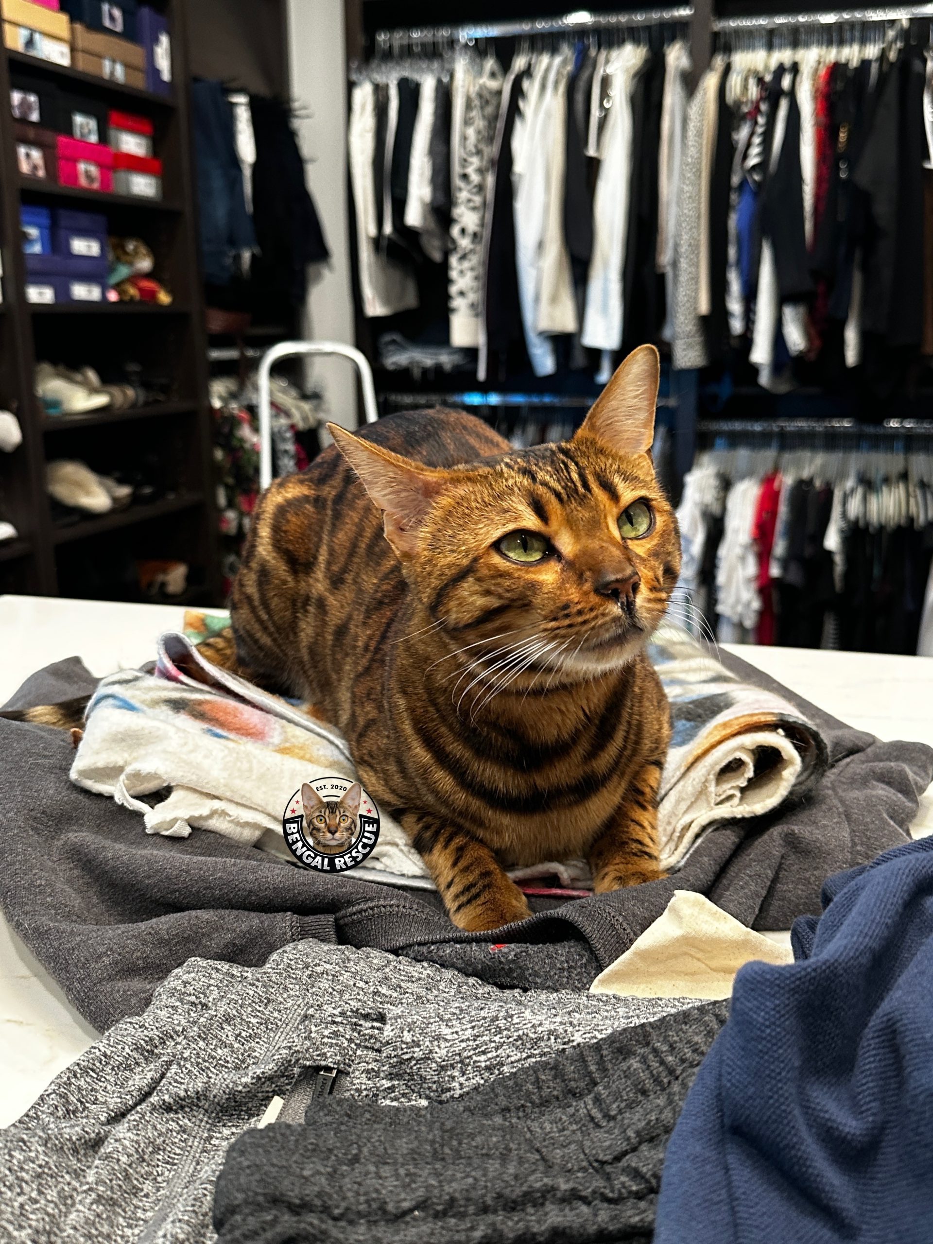 Available Bengal Rescue