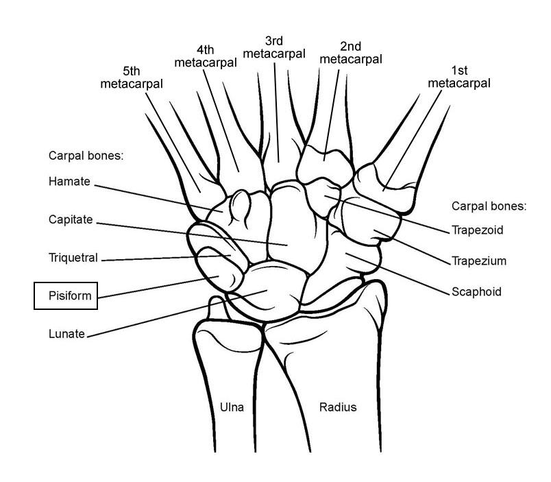 hands TigerTurgy at Company One