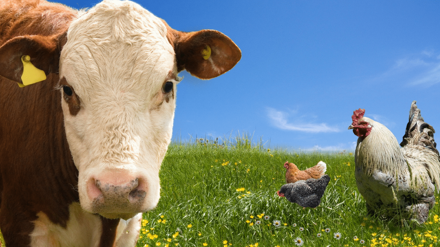 321 Chicken Broth vs. Beef Broth, Home Altitude Training, How To