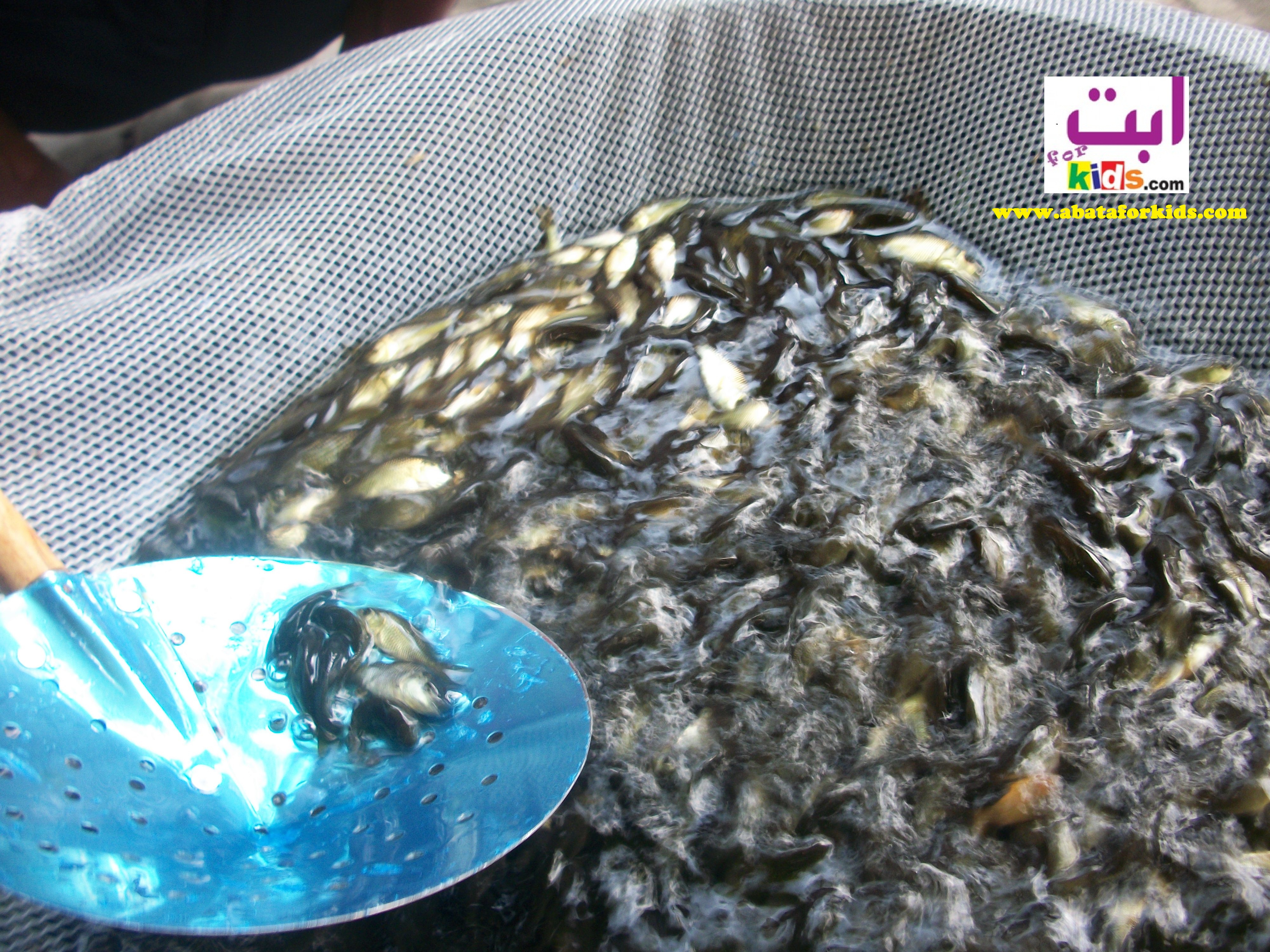 benih ikan mas tombro karper benih ikan lele gurami