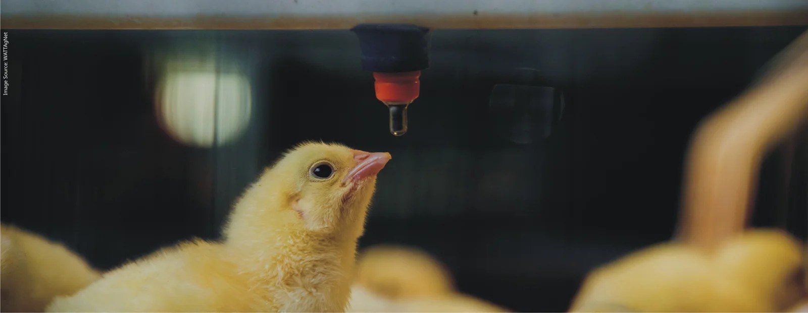 Management of Poultry Feed and Water Hygiene Benison Media