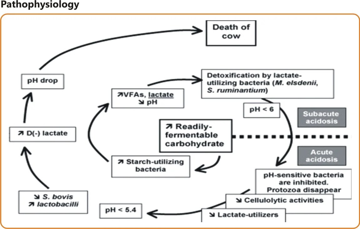 Nutritional Management during SubAcute Ruminal Acidosis in Dairy