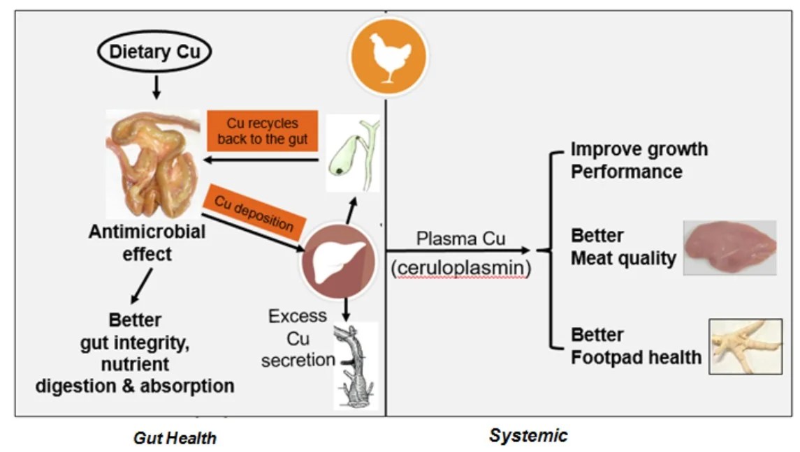 Benefits of Chelated Copper in Poultry Diet Benison Media
