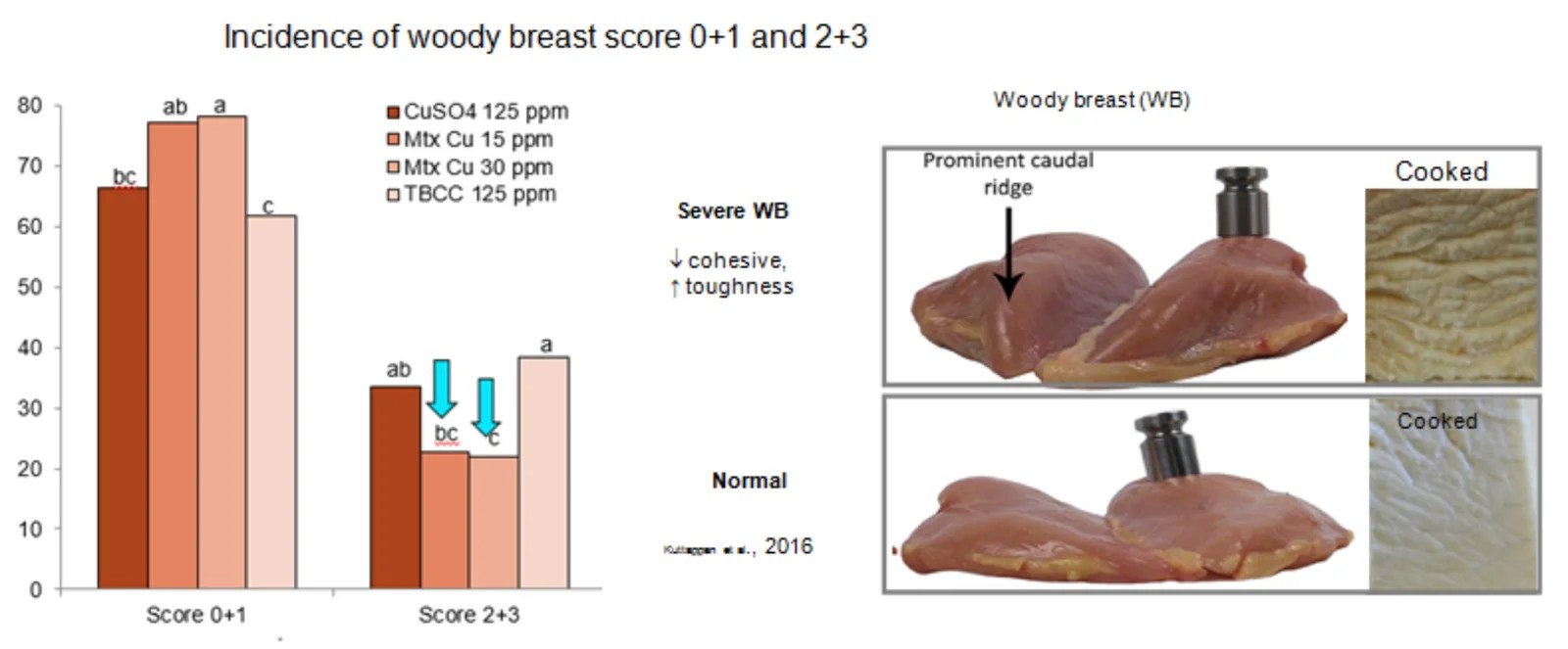 Benefits of Chelated Copper in Poultry Diet Benison Media