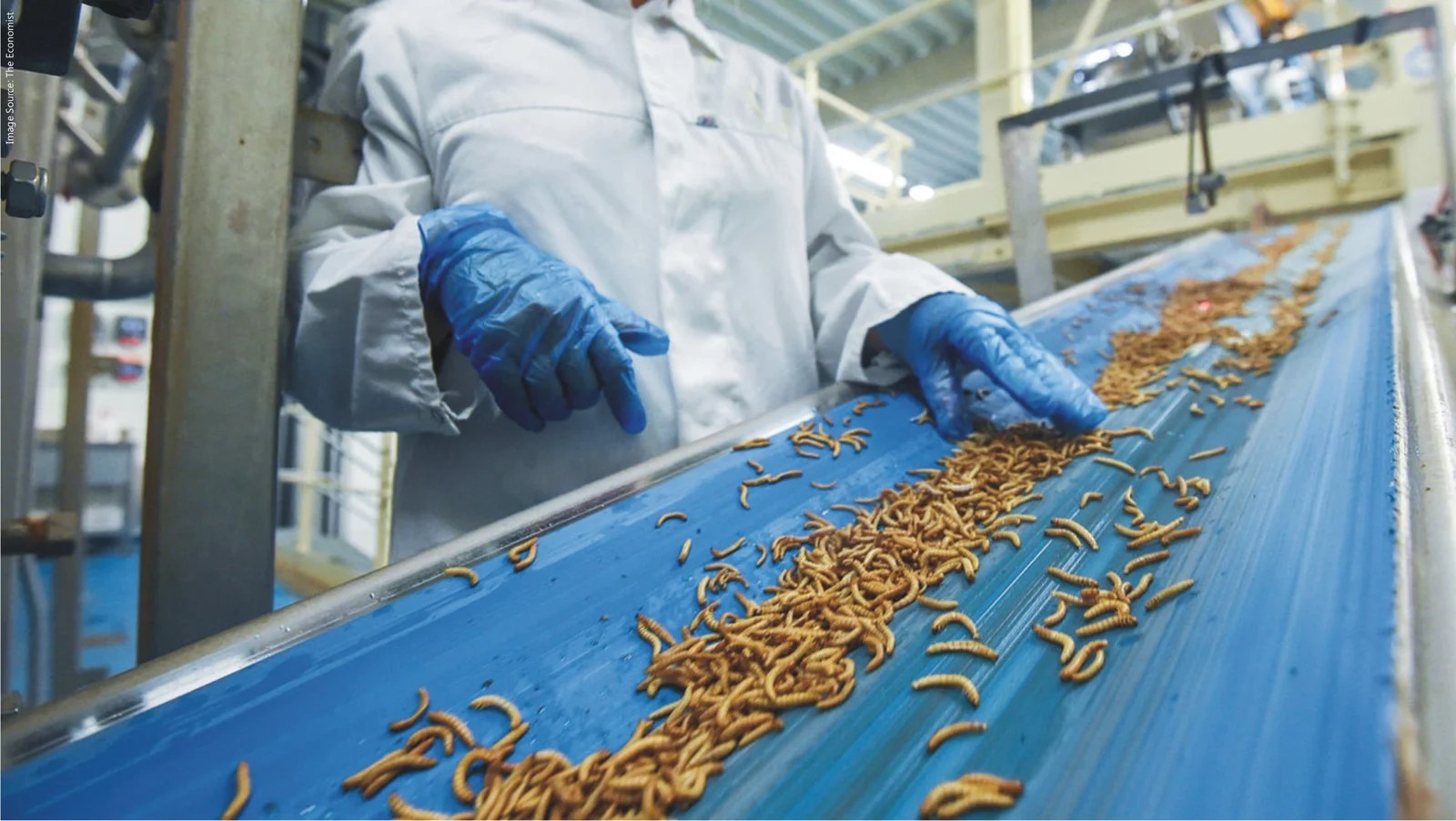 Insect Meal as an Alternative Protein Source for Poultry Benison Media