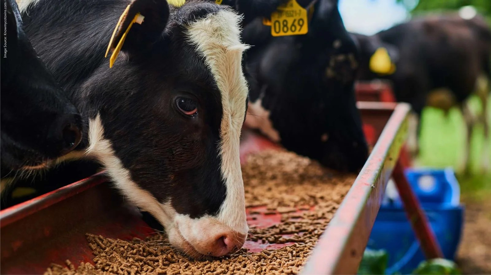 Mycotoxins A Threat to Cattle Feed Safety in Indian Dairy Benison Media