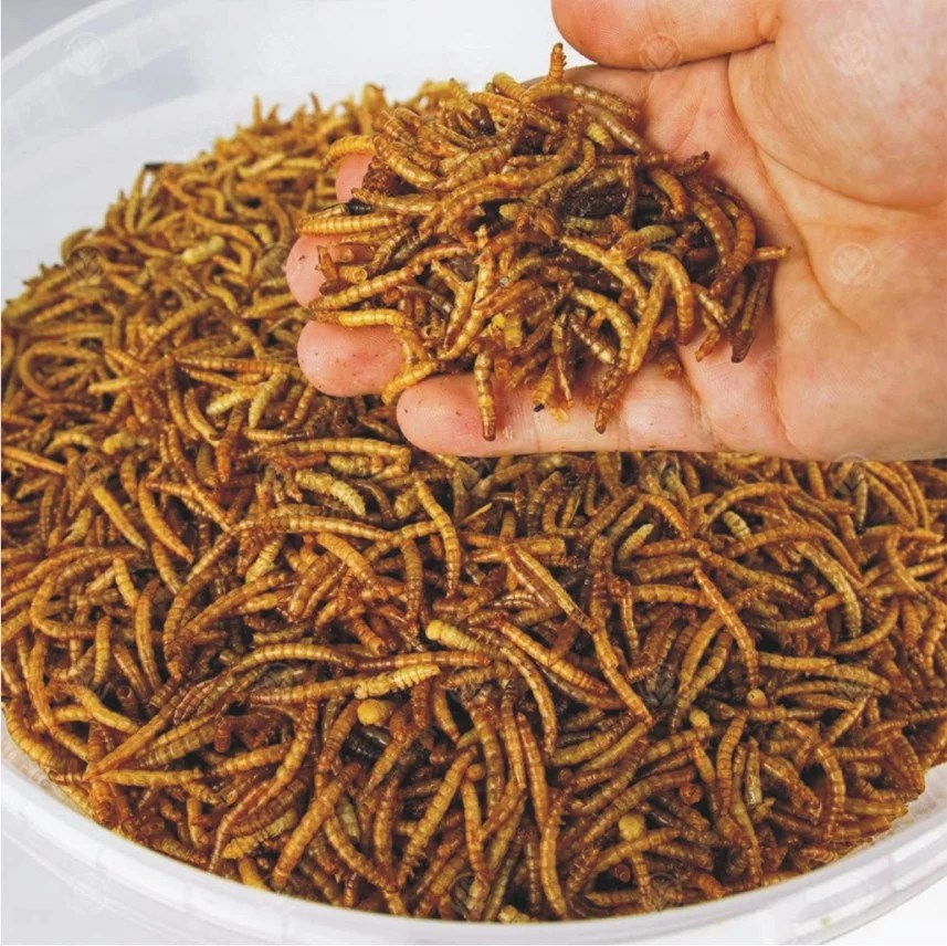 Mealworms A key to replace unsustainable feeds Benison Media
