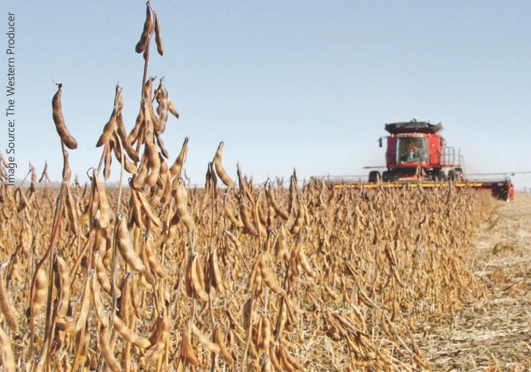 Soybean cultivation area might increase 57 across India Benison Media