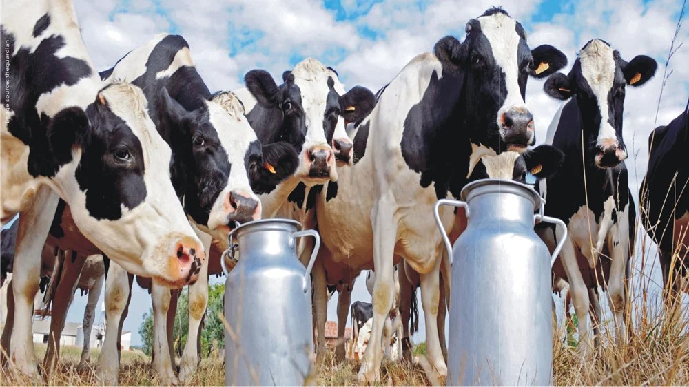 Indian startups transforming the Dairy farming landscape Benison Media