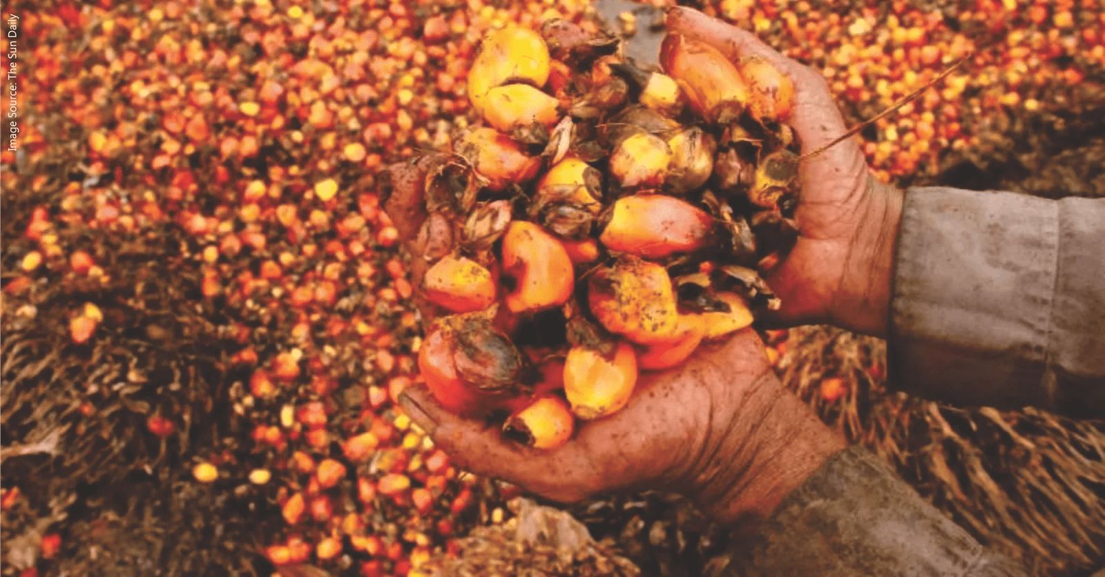 Palm kernel waste A potential poultry feed in Malaysia Benison Media