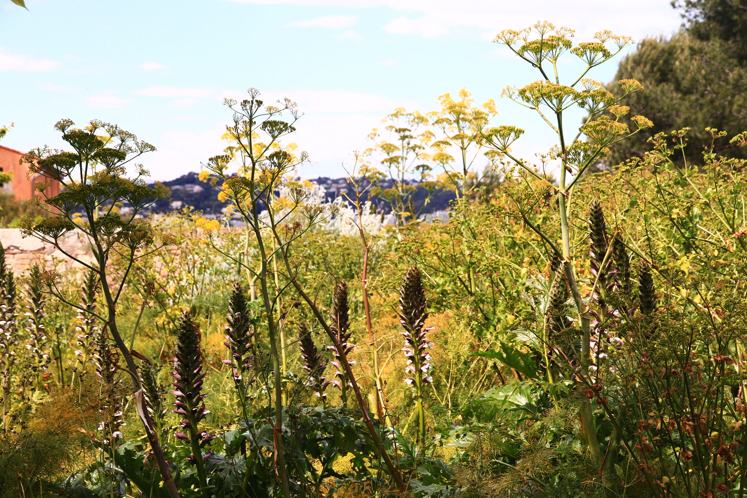 Plan de gestion de l’Ile Sainte Marguerite