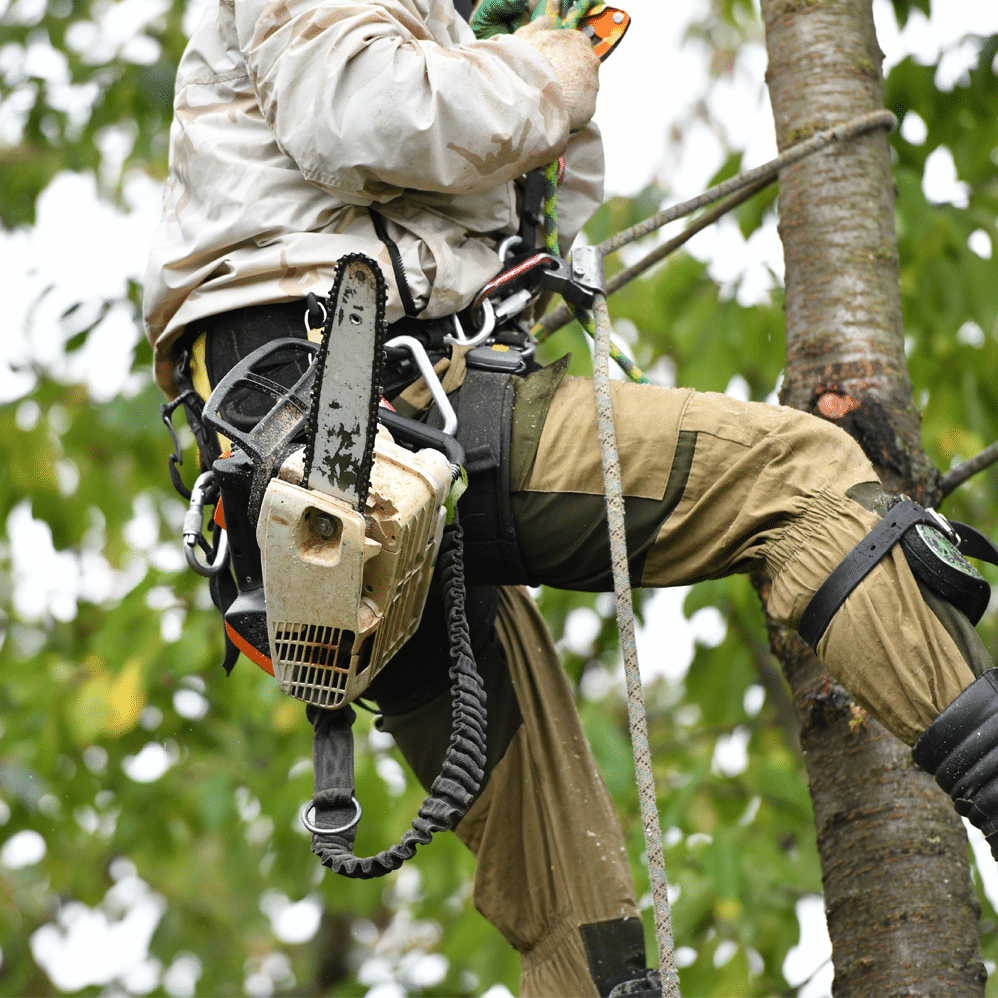 Benjamin's Tree Service of Las Vegas Nevada 7028270997