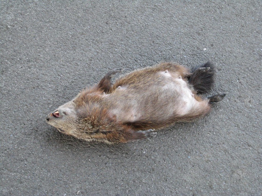 Groundhog Day defying atrophy