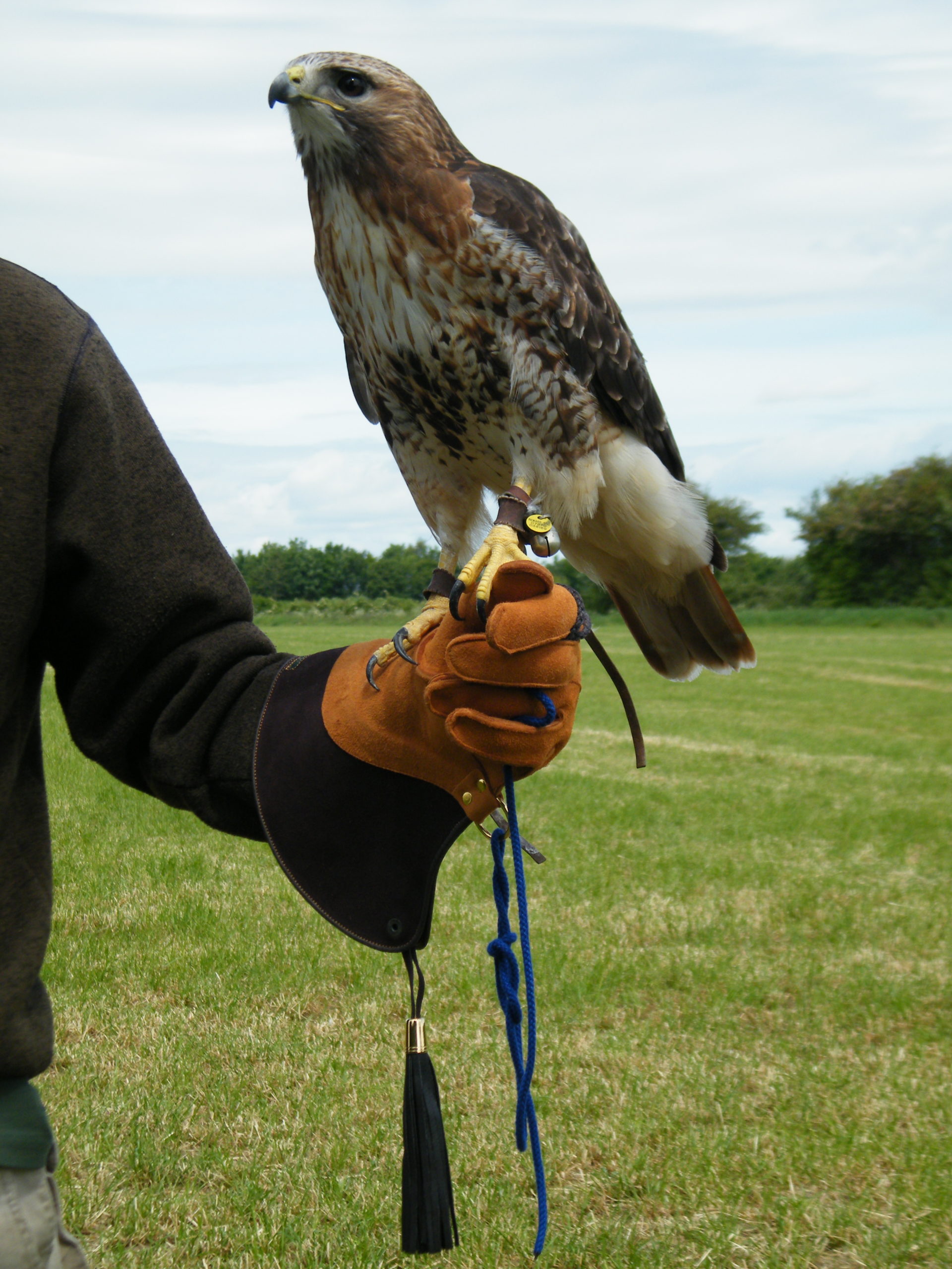 DSCF3045 Ben Long Falconry