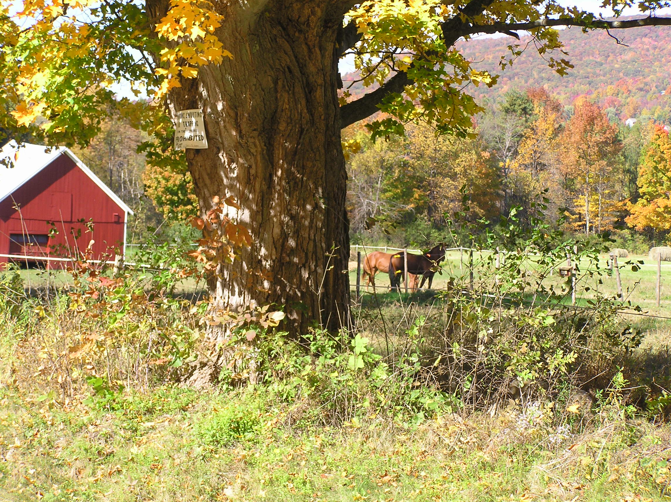 Vermont Real Estate & Homes for Sale in Bennington, VT