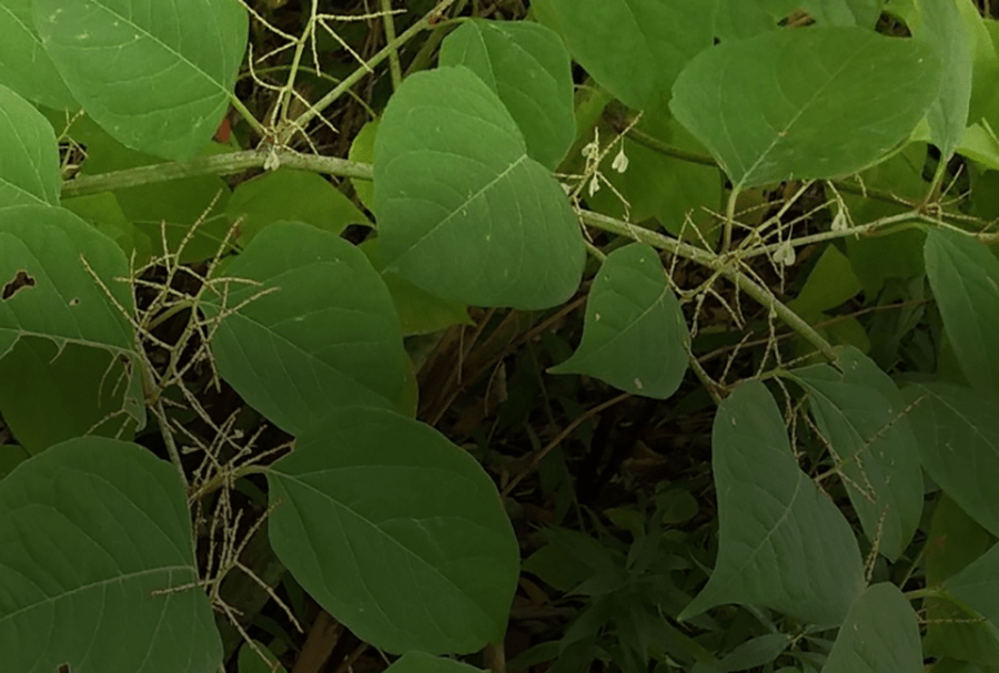 Edible Invasive Plants Bennington Museum Grandma Moses