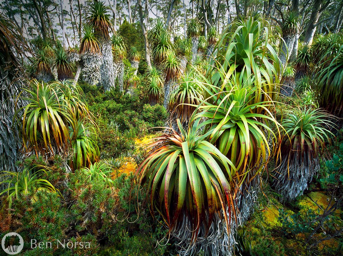 Pandanus Forest, Tasmania Ben Norsa Photography