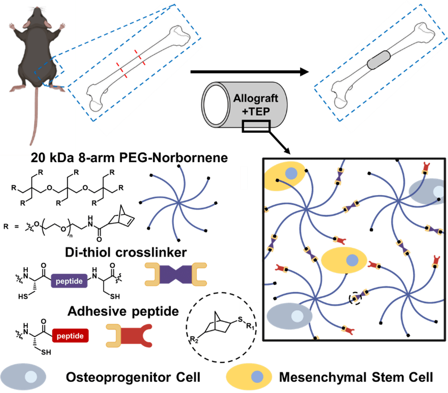 Tissue Engineered Periosteum Approaches to Heal Bone Allograft