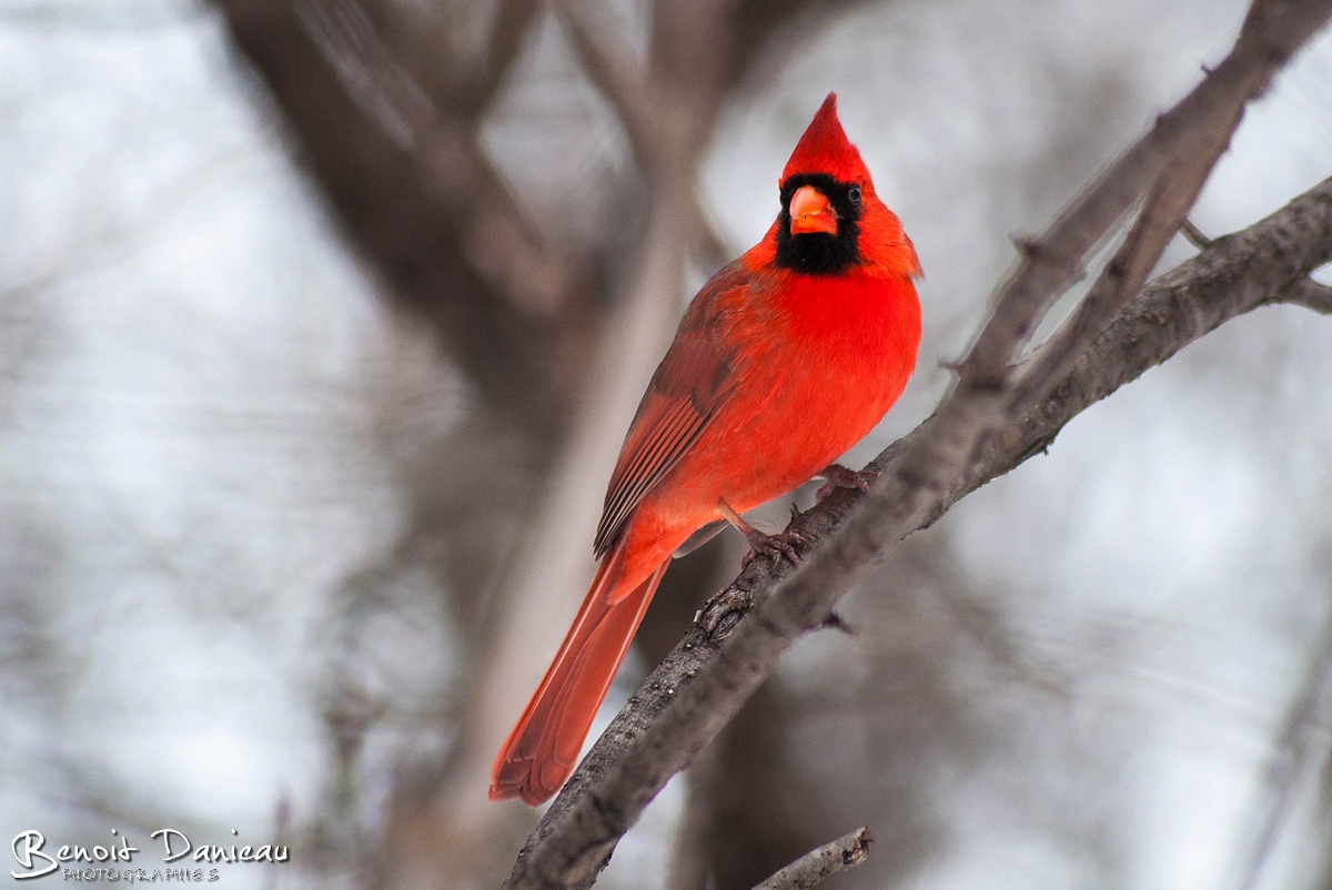 Les oiseaux du Canada Benoit Danieau Photographies
