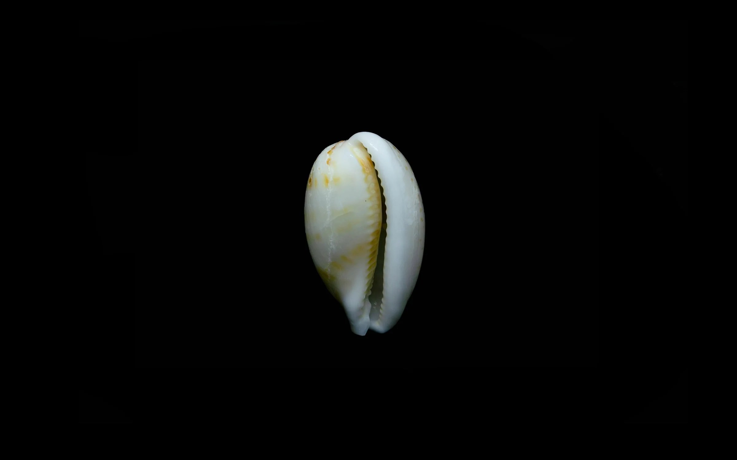 Cowrie Shells History, Facts & Use In Jewellery Ben's Beach Blog