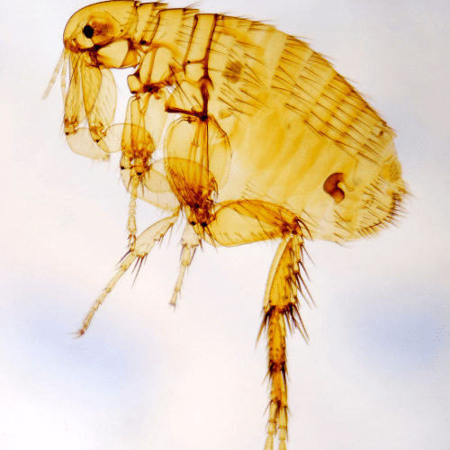 Fleas Pest Control Fleas Removal Ben's Bugs Pest Control
