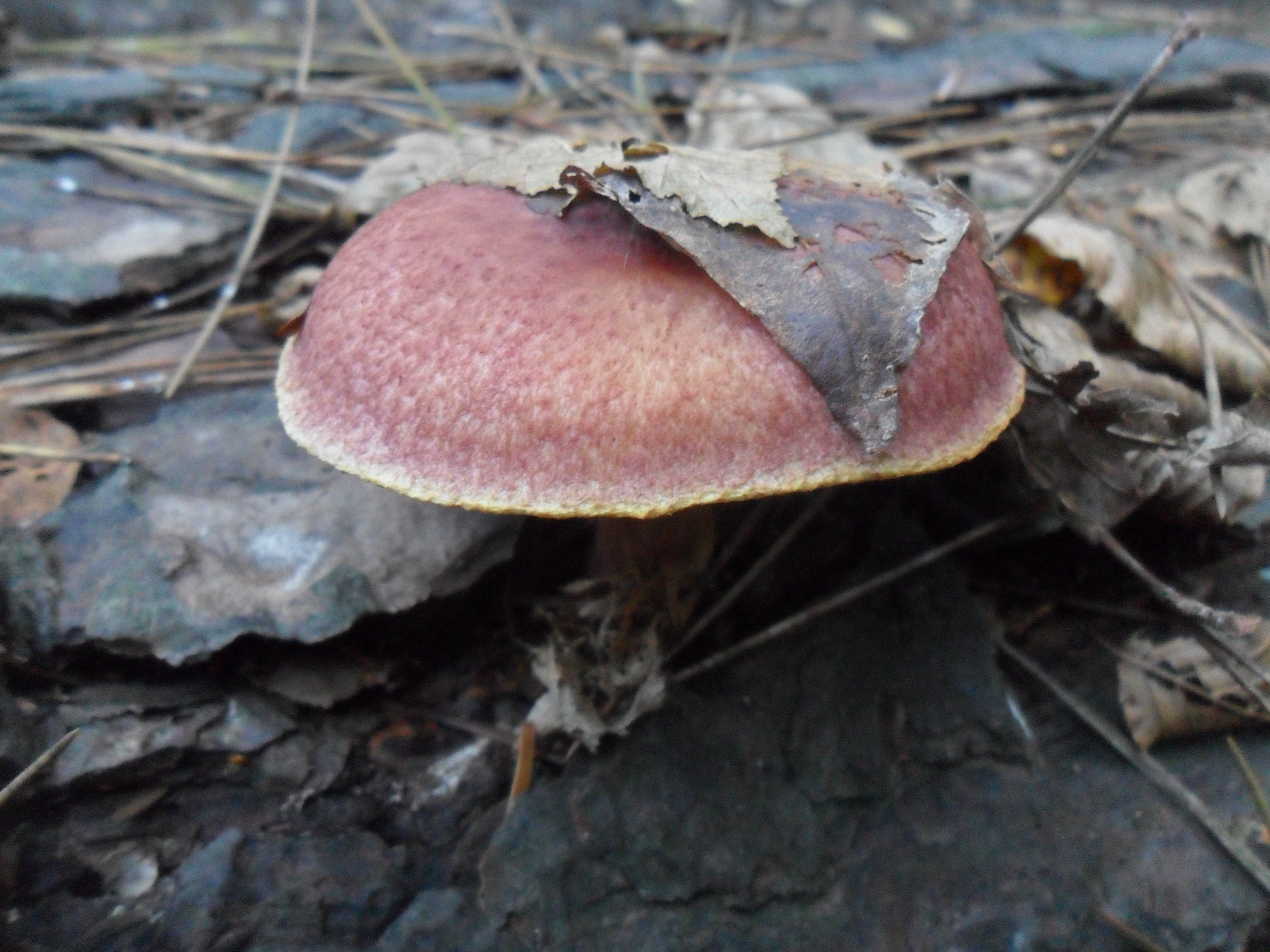 Plums and Custard Mushroom Ben's Natural World