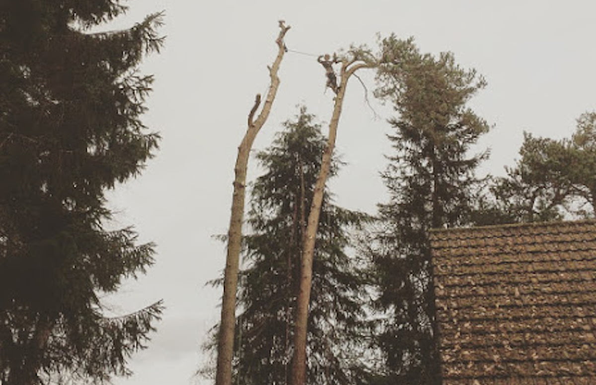 Bensons Tree Surgery Trees Are Our Future