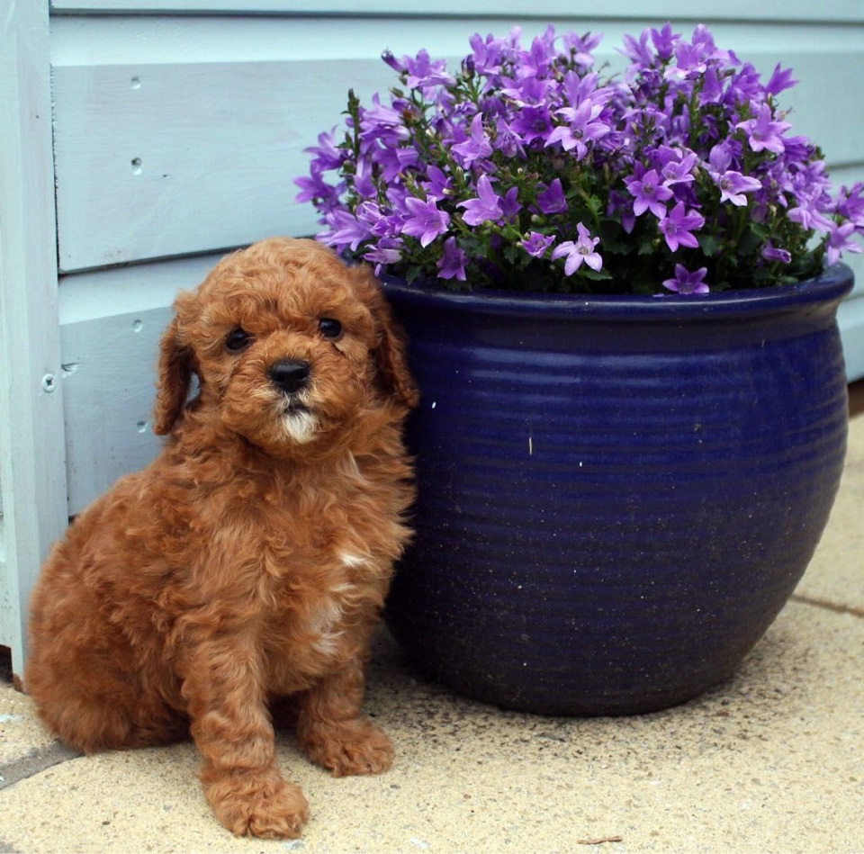 Purebred toy Poodle puppies BentaMan