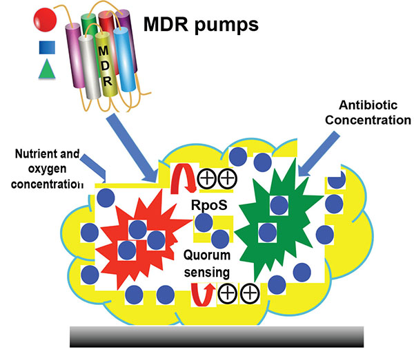 Understanding the Mechanism of Bacterial Biofilms