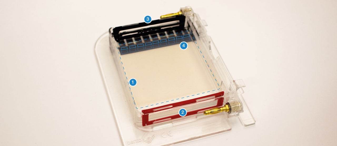 Biotechnology 101 Guide Introduction to Gel Electrophoresis Bento Lab