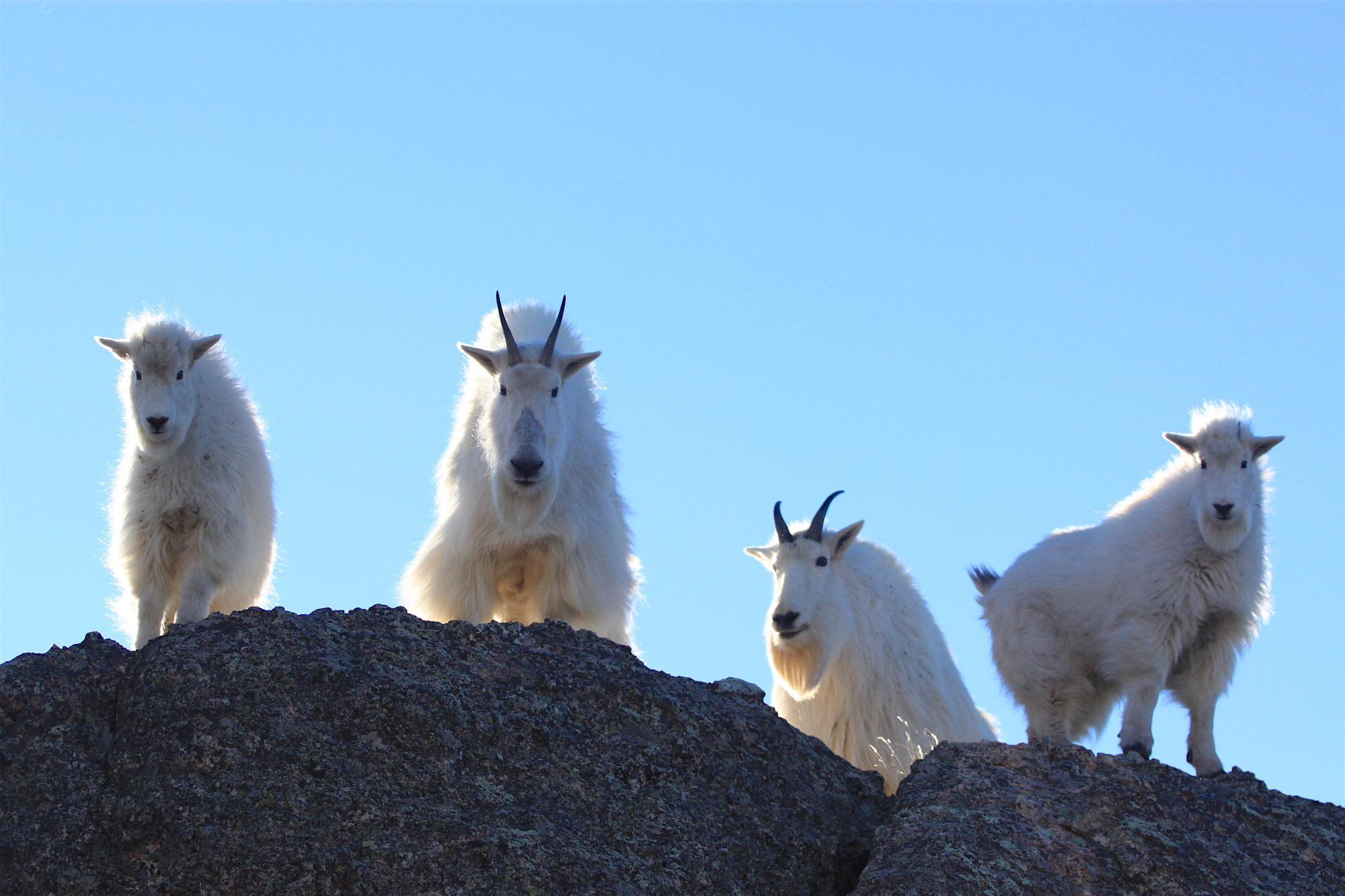 Goat Tease Mountain Goat Watching in the Black Hills SDPB