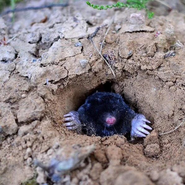 Your Guide to Northwest Arkansas Mole Control Bentonville Pest