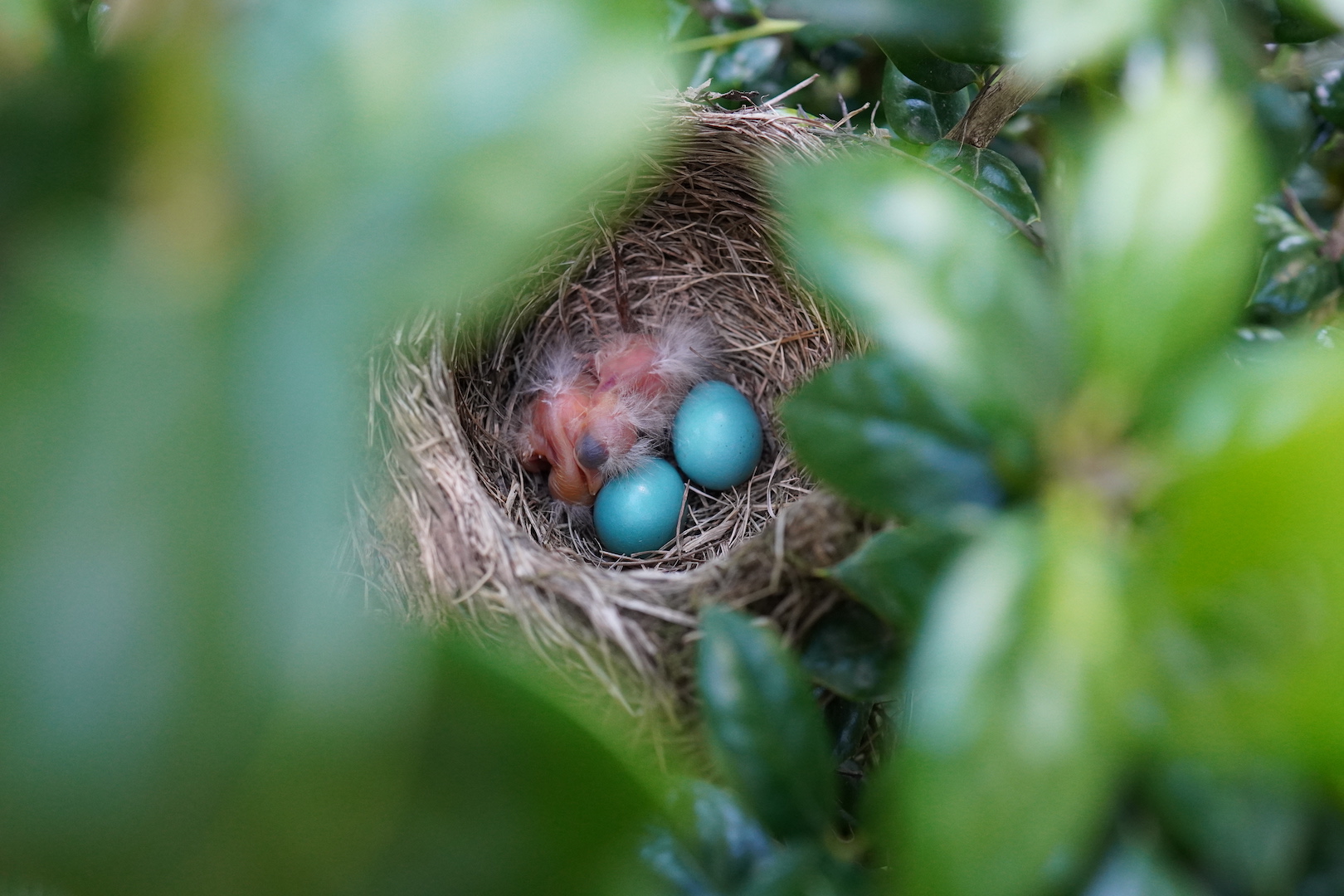 Robin eggs hatch, pictures of the newborns! Out of the Wilderness