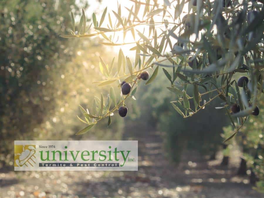 Olive Tree Spraying University Termite & Pest Control inc.