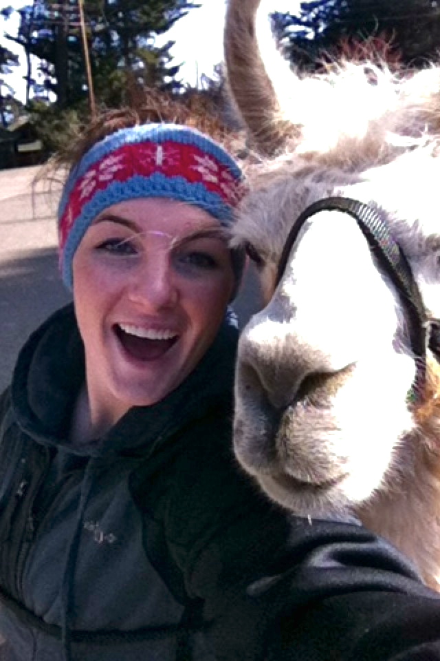 Give a Llama a Carrot Where will you go...