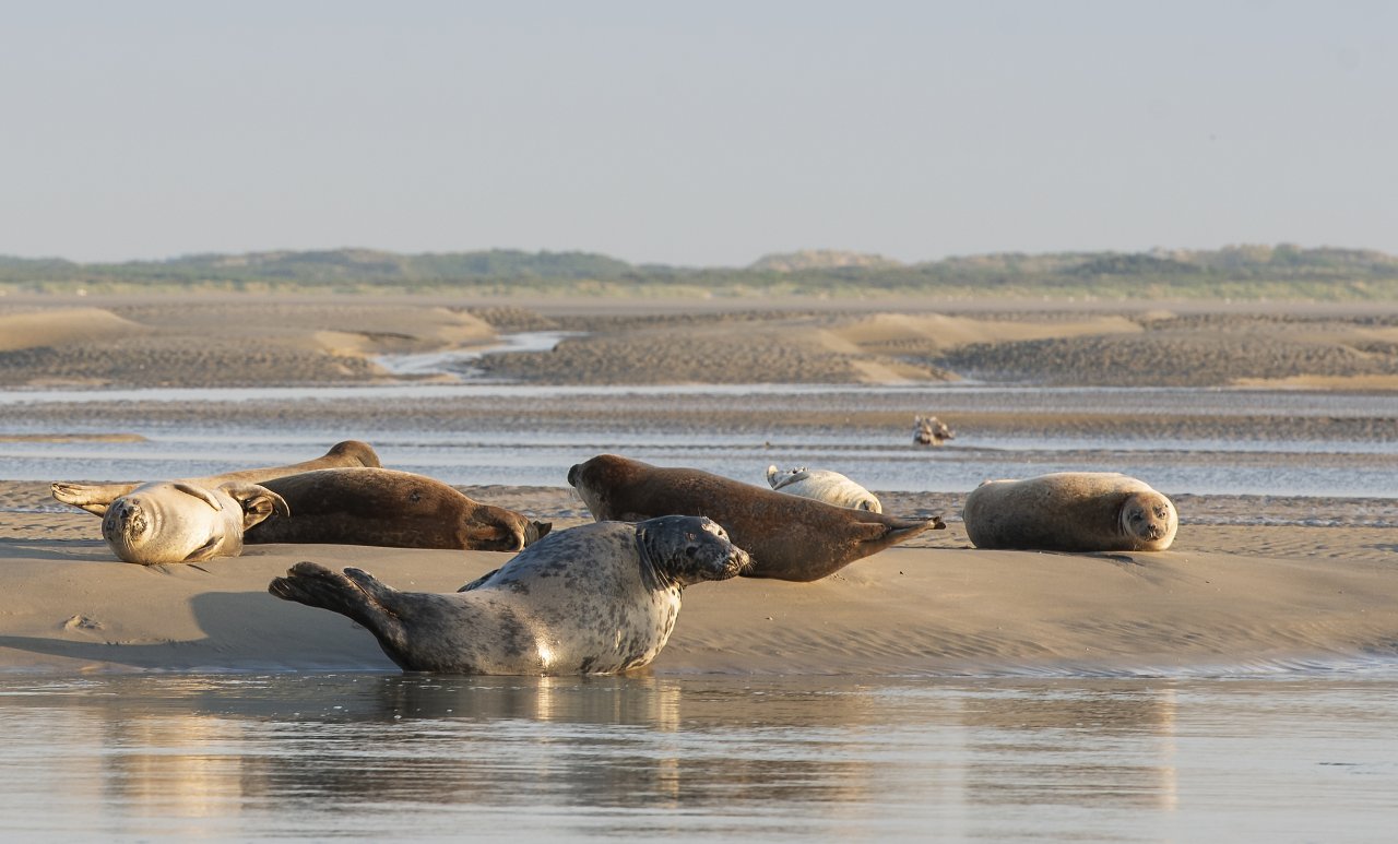 Les dunes et leurs sentiers Ville de Berck sur Mer