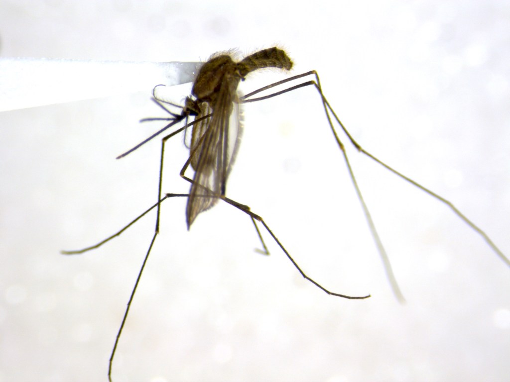 ColdHardy Canadian Mosquito Beresford Lab