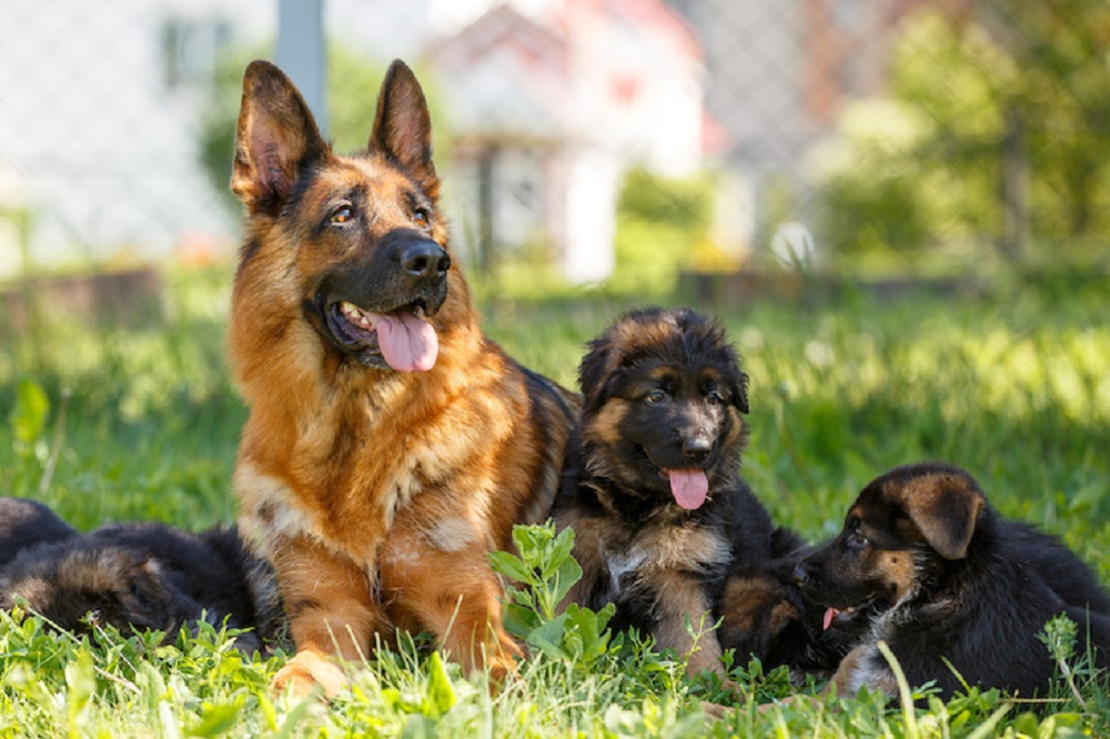 German Shepherds Are The Perfect Pets For New Families