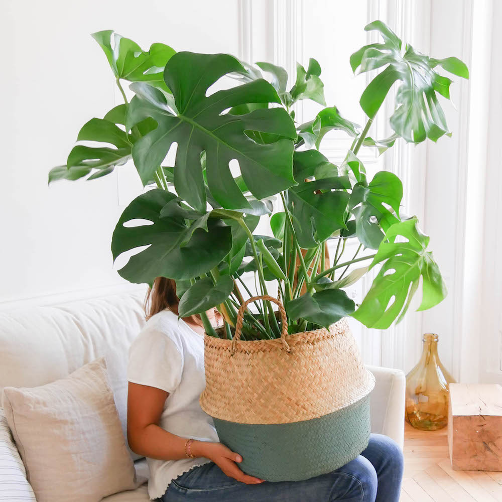 Die Monstera Pflegetipps für deine Lieblingszimmerpflanze Bergamotte