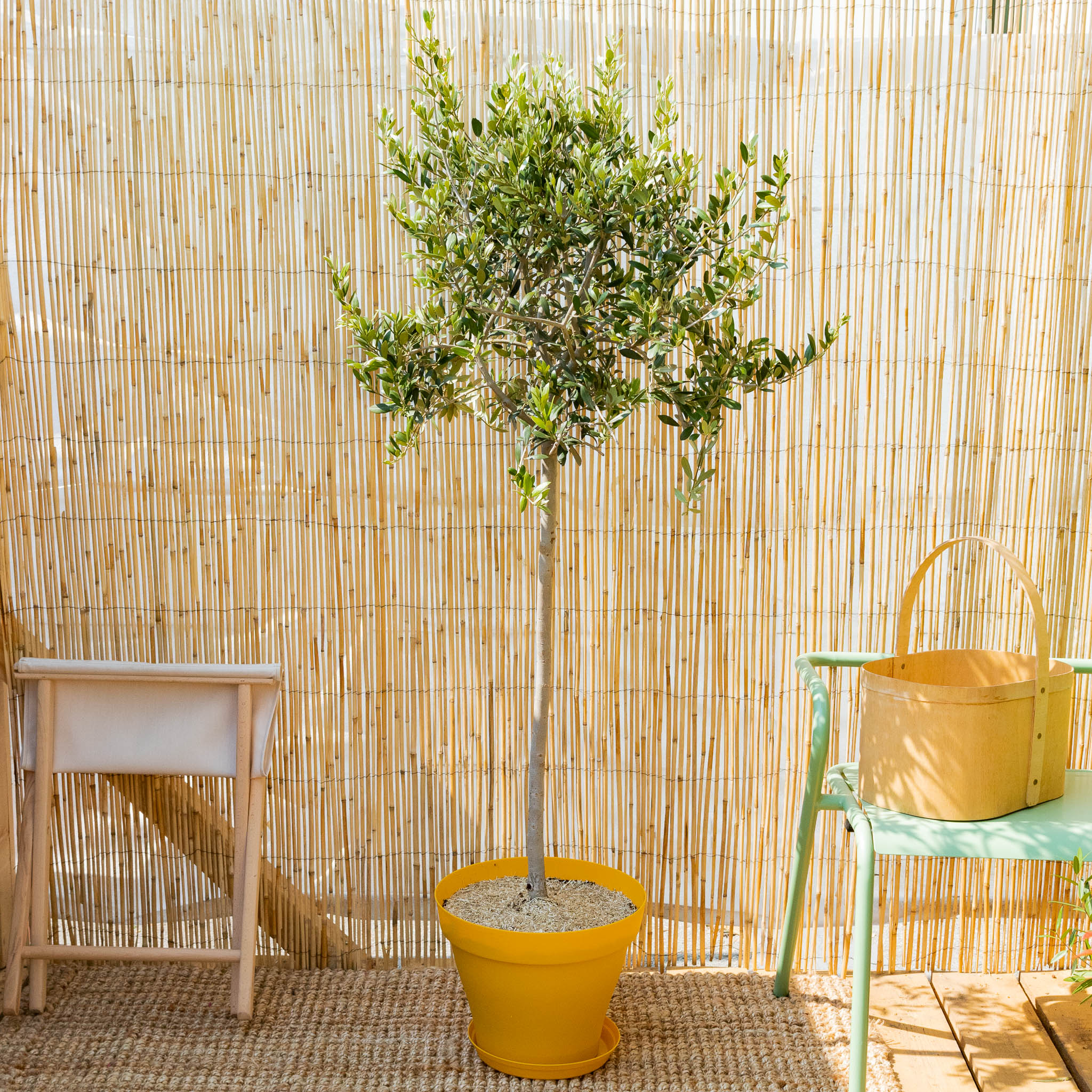 Balkonpflanzen und Gartenpflanzen online kaufen Bergamotte