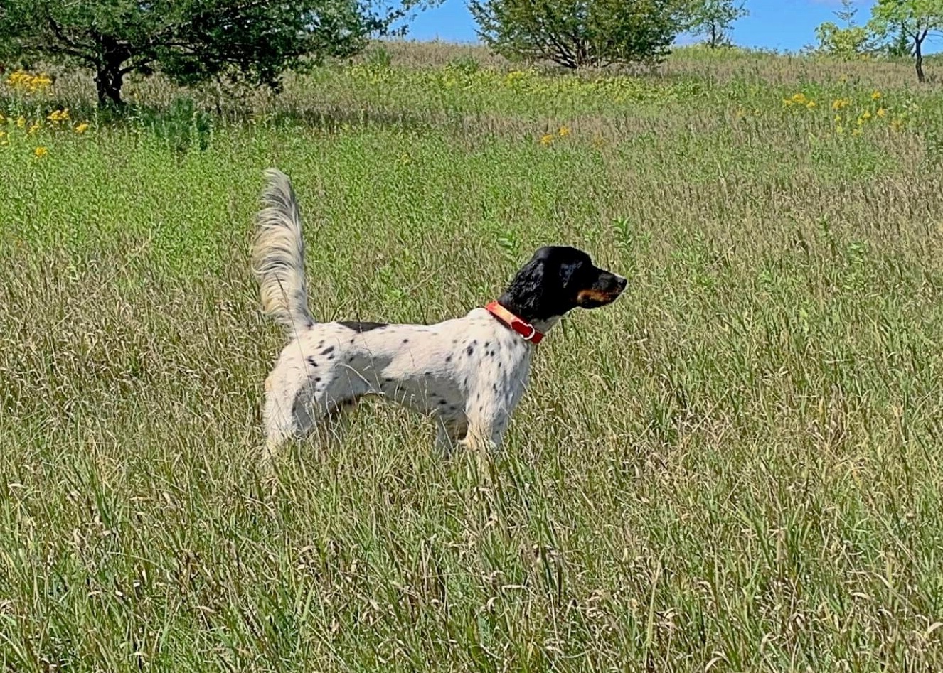 Available Litters Berg Brothers Setters