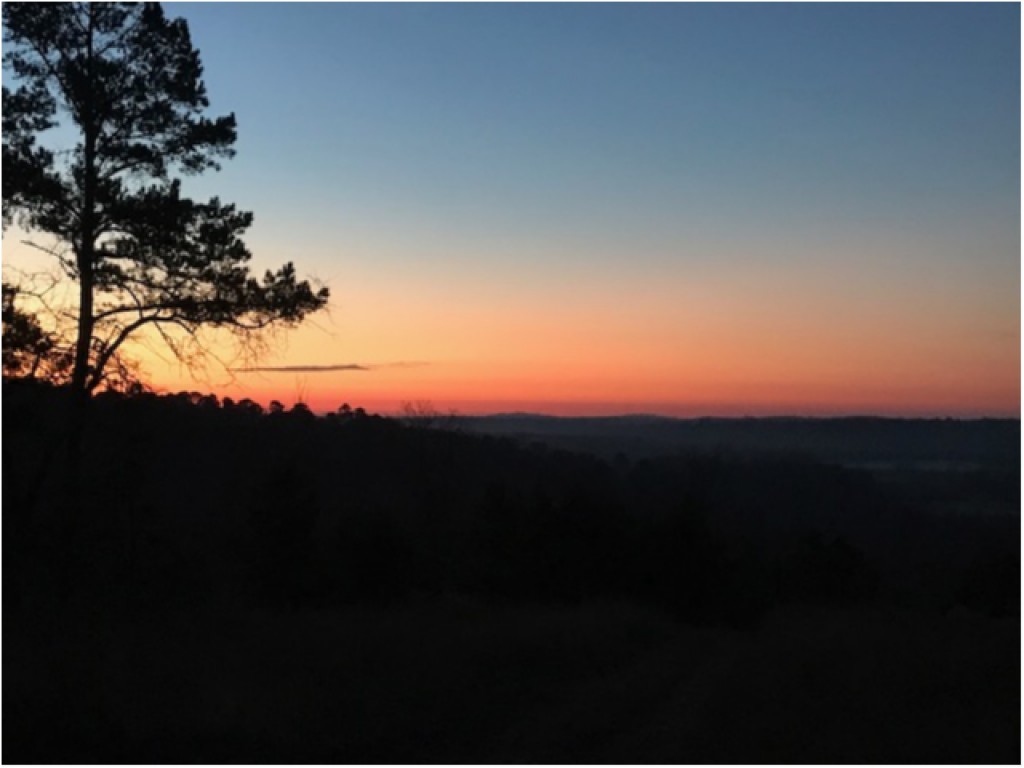 193 ACRE PINEYWOODS FARM, FRANKSTON TEXAS Bergfeld Realty Company