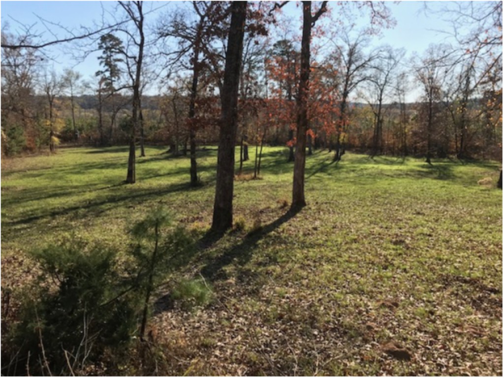 193 ACRE PINEYWOODS FARM, FRANKSTON TEXAS Bergfeld Realty Company