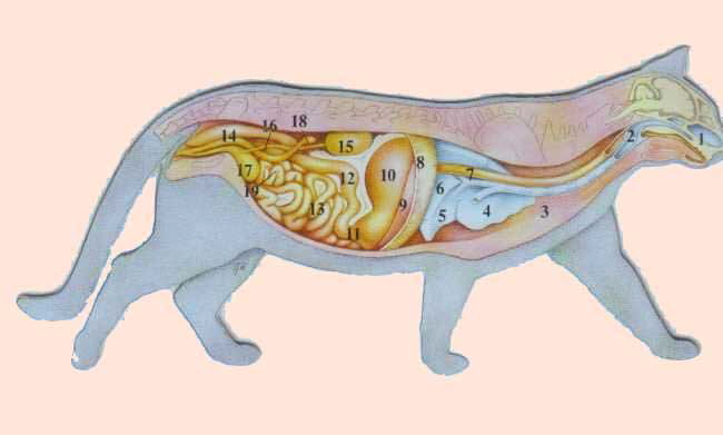 Anatomie der Katze Katzen Forum Bergkatzen