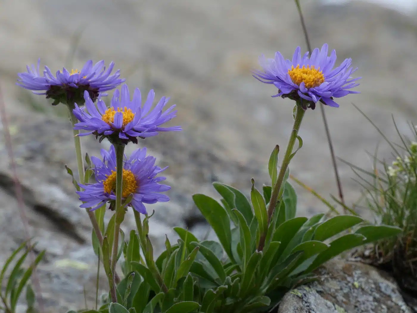 Alpenblumen Bergparadiese.de