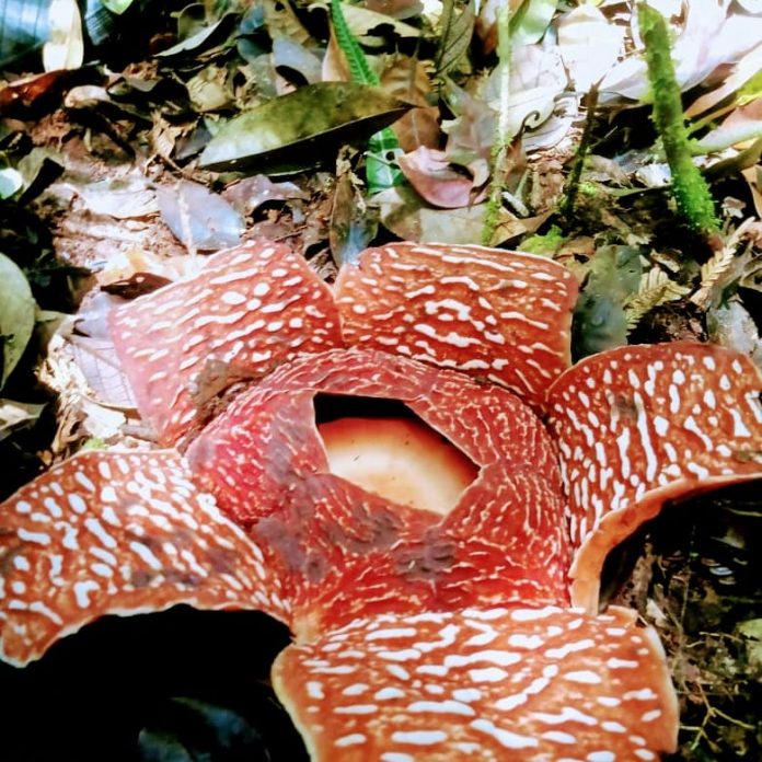 Explore the forest and see the beauty of the rafflesia flower