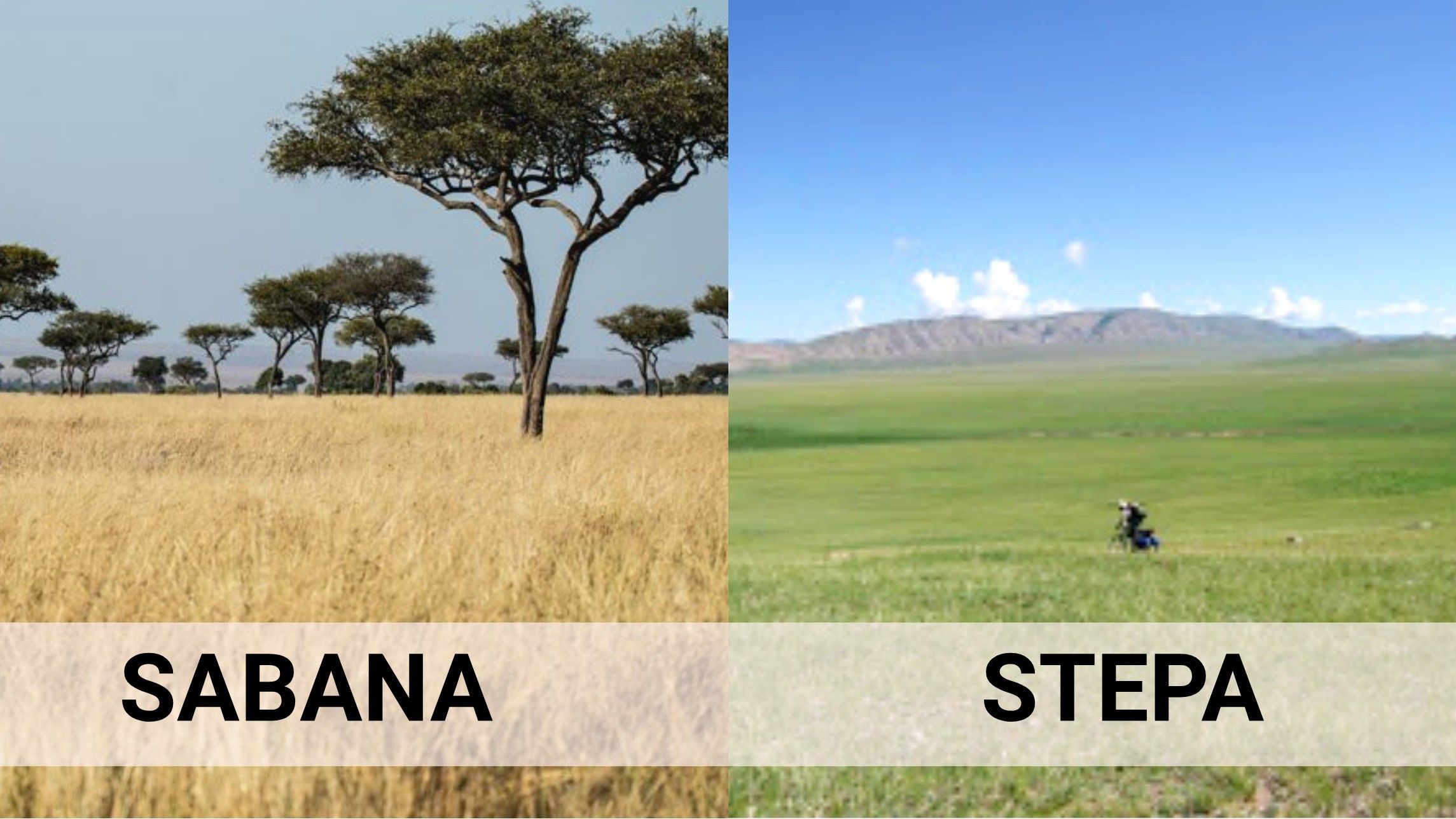 Hutan Sabana Ciri, Flora, Fauna, dan 12 Terindah di Indonesia Beritaku